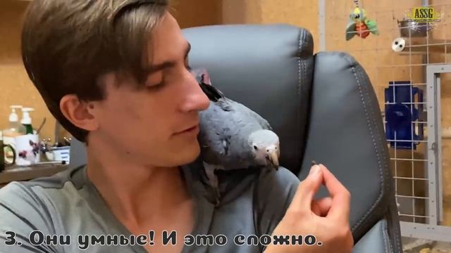 5 причин НЕ заводить большого попугая. Говорящая Бестия.mp4 смотреть онлайн