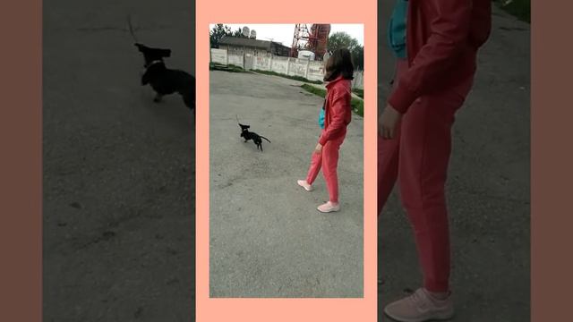 Прогулка с ( таксой)... смотреть онлайн