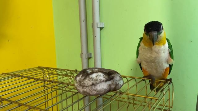 Каик и пищалка смотреть онлайн