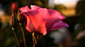 Сборник лучших русских клипов про любовь онлайн