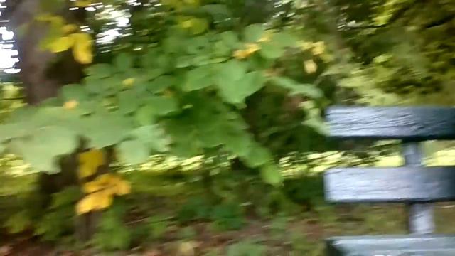 Белка в парке. Павловск смотреть онлайн