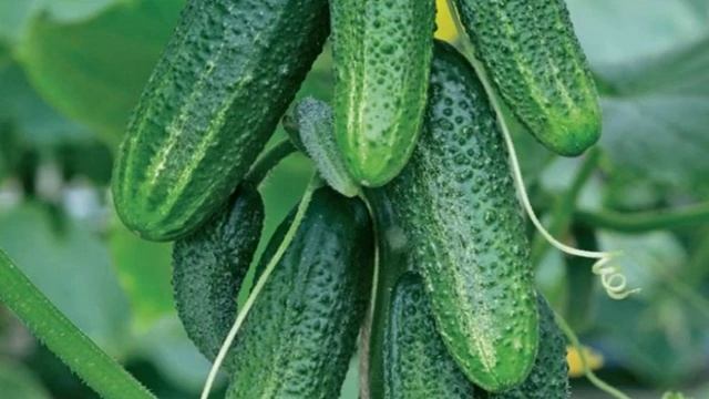 Сорт огурца Изящный (САМООПЫЛЯЕМЫЙ-ДЛЯ ТЕПЛИЦ) смотреть онлайн