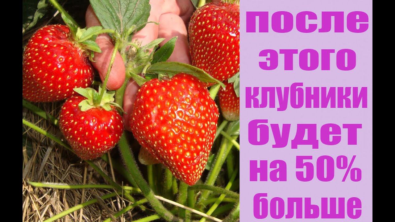 ЧЕМ ПОДКОРМИТЬ КЛУБНИКУ ВЕСНОЙ . ОБЗОР НАТУРАЛЬНЫХ УДОБРЕНИЙ ДЛЯ ВЕСЕННЕЙ ПОДКОРМКИ КЛУБНИКИ смотреть онлайн