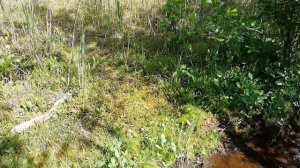 Тайны "Красного острова"