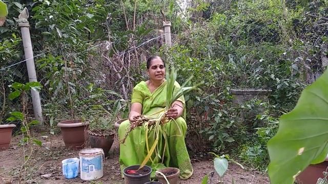 Pandan plant/biryani leaf uses and propagation смотреть онлайн