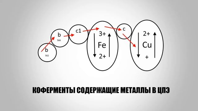 #6_Биологическое окисление смотреть онлайн