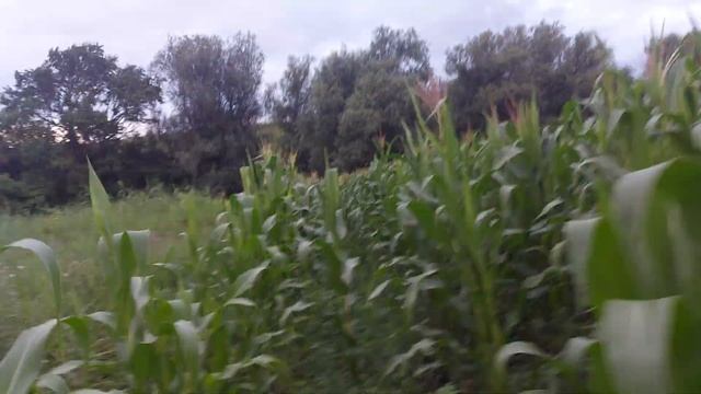 Обзор кукурузы сорт Краснодарский 291 два месяца после посева!!! смотреть онлайн