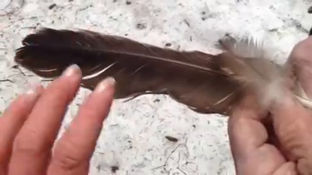 Identification Of Eagle Feather And Laws Governing Possessing American Bald Eagle Parts