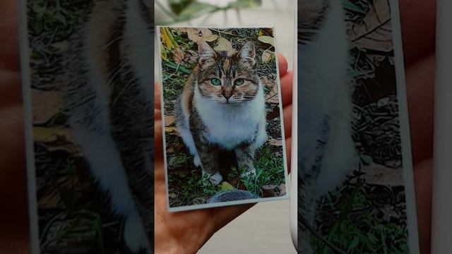 ?Mini Printer Xiaomi from AliExpress Unboxing ASMR #unboxing #miniprinter #short смотреть онлайн