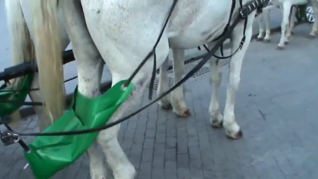 Одесса отдыхает. Приморский бульвар ) смотреть онлайн