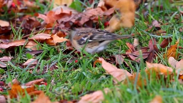 46 - Певчие птицы России * ЮРОК - ВЬЮРОК * смотреть онлайн