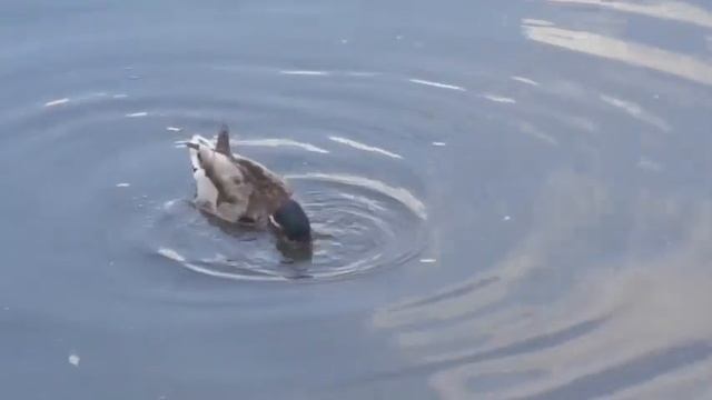 Брачное поведение крякв. Часть 2 смотреть онлайн