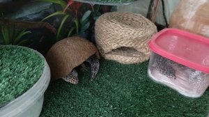 Эублефар | Обустройство террариума | Обзор