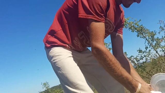 Сколько можно заработать, на заборе шиповника//Шиповник//Что такое шиповник//+и - смотреть онлайн