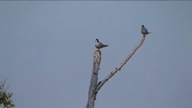 Духовое озеро смотреть онлайн