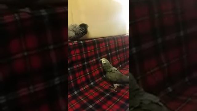Знакомство Жако смотреть онлайн