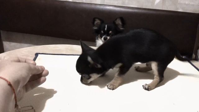 Ларсен Топ Ермак. смотреть онлайн