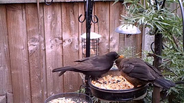 Male Blackbird feeding a fledgling смотреть онлайн
