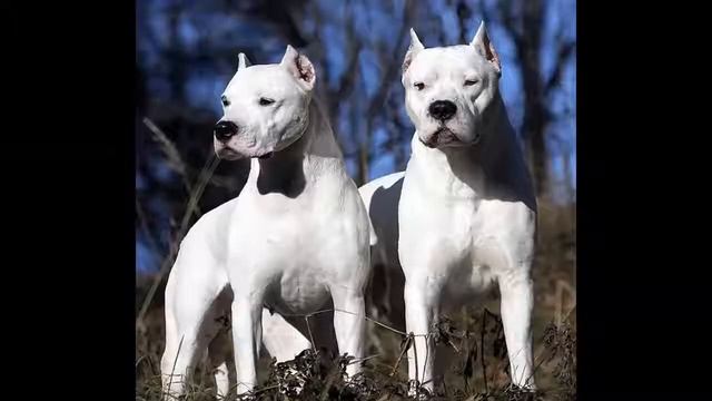 ТИБЕТСКИЙ МАСТИФ VS АРГЕНТИНСКИЙ ДОГ TIBETAN MASTIFF VS DOGO ARGENTINO смотреть онлайн