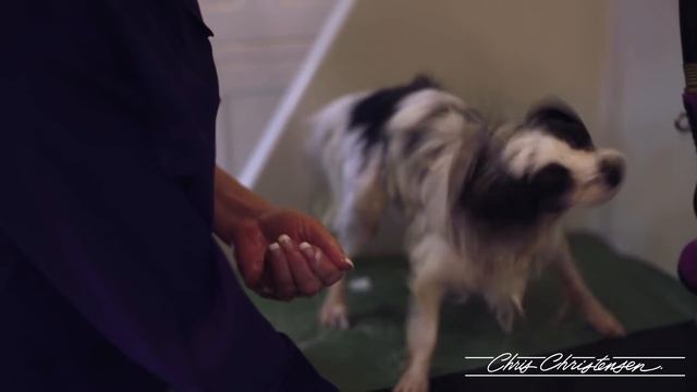 Papillon Grooming with Lisa Christensen — Maintenance Groom смотреть онлайн