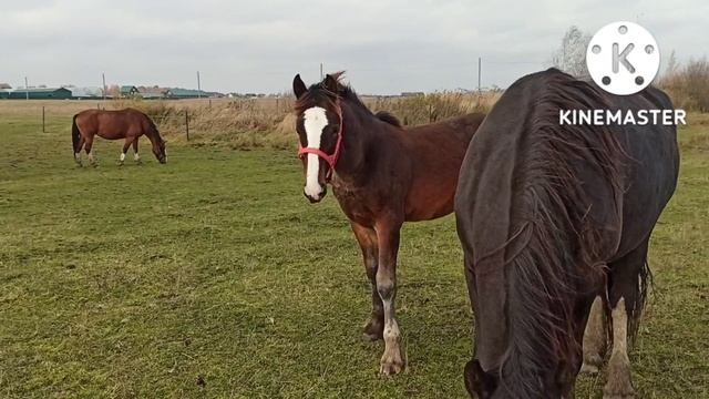Владимирская порода лошадей. Жеребчик Выкуп В. смотреть онлайн