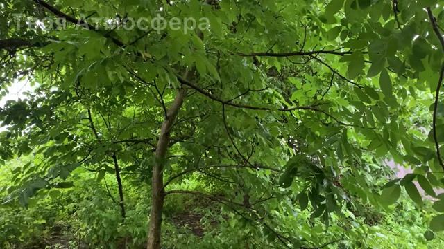 Успокаивающие звуки дождя. Живой звук смотреть онлайн