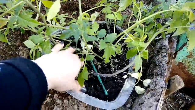 Способ посадки помидор для хорошего урожая, выращенные безпакировочным способом смотреть онлайн