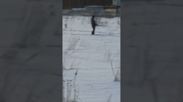 #питбуль #собака #стафф смотреть онлайн