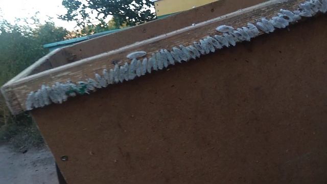 Восковая моль !!! смотреть онлайн