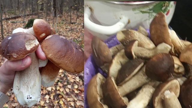 Ура. Грибы пошли. Самый лёгкий способ заготовки на зиму #грибы