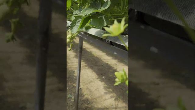 Один полный рабочий день на поле.Сбор клубники.Ферма.Англия. quick strawberry picking смотреть онлайн