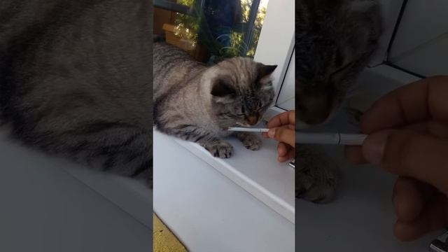 Кот ест табак