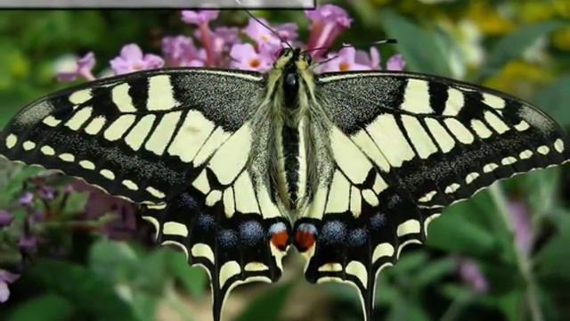 Интересные факты о насекомых ✿ Сообщение о насекомом бабочке смотреть онлайн