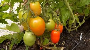 Томат ЧЕЛНОК, посадил и забыл, настоящий сибирский урожайный сорт для открытого грунта