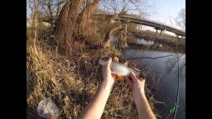 Голавль на корку хлеба весной