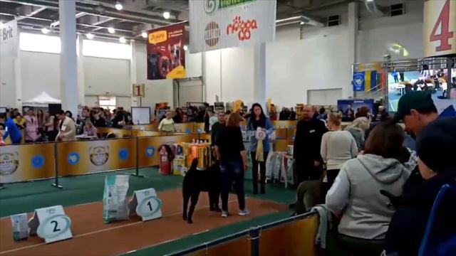 Монопородная выставка в Запорожье 15 февраля 2020 смотреть онлайн