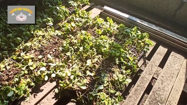 Клубника - Азия. Фаворит на моих грядках. смотреть онлайн