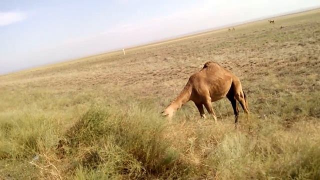 Казахстан. Верблюды - корабли пустыни! смотреть онлайн