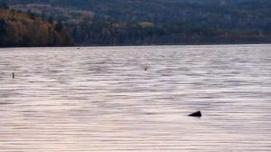 Синяя поляна Новая Игирма