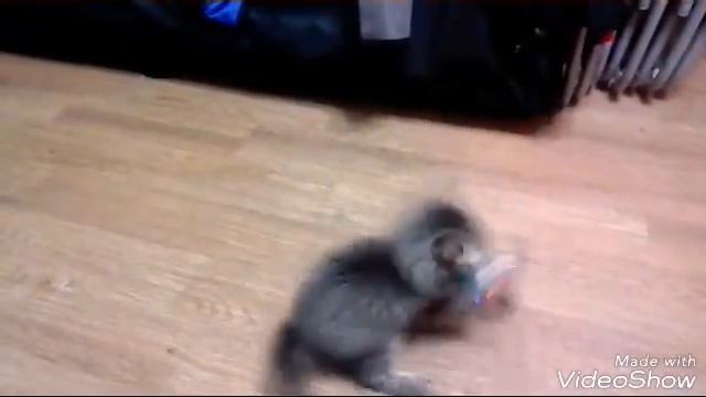 Котёнок Мейн кун играет с новой игрушкой смотреть онлайн