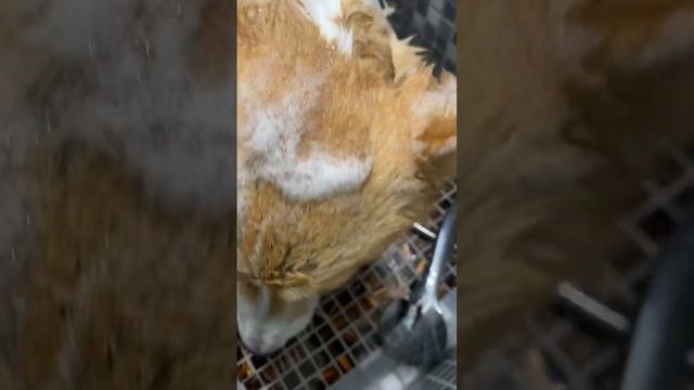 Уход за Корги. Груминг собак / Груминг Корги. смотреть онлайн
