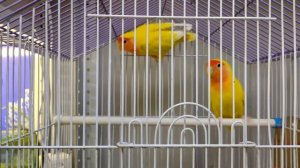 Как общаются попугаи неразлучники