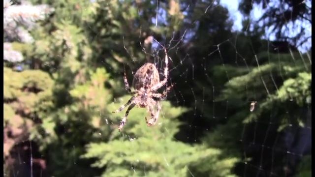 Canon Legria H-FR406 смотреть онлайн