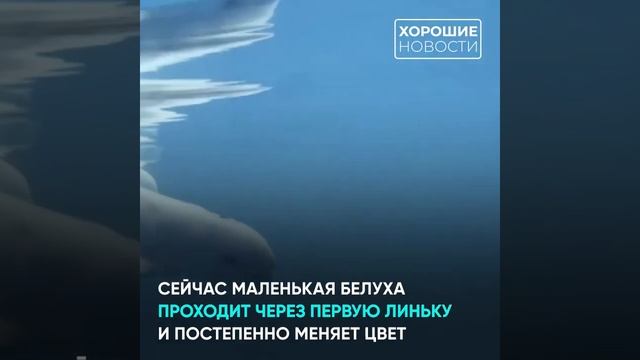В Приморском океанариуме впервые в России родился детеныш белого кита смотреть онлайн
