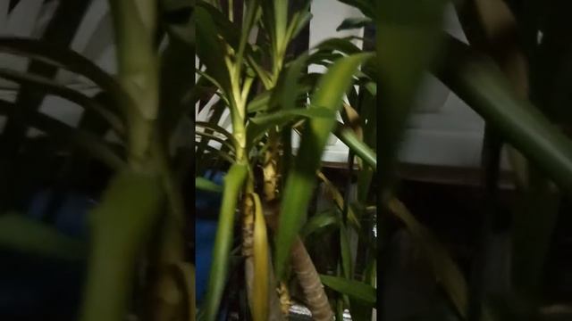 Дерево Юка -это красота смотреть онлайн