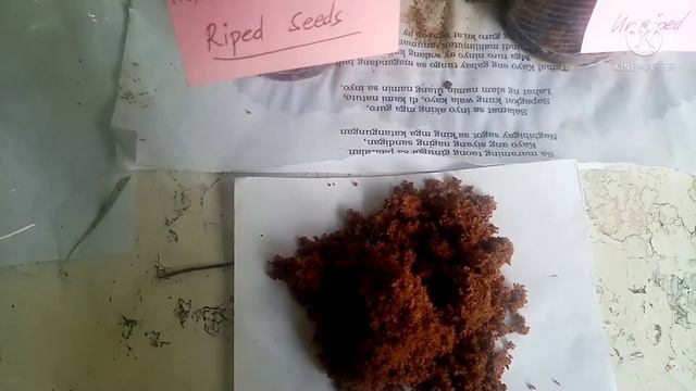 COLLECTING EPISCIA RED PURPLE VEIN SEEDS PODS RIPED / UNRIPED WITH CARE GUIDE #howtopropagateepisci смотреть онлайн