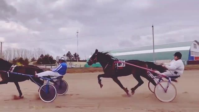 Рысаки старший возраст / Ипподром Кулагер / 2023 . смотреть онлайн