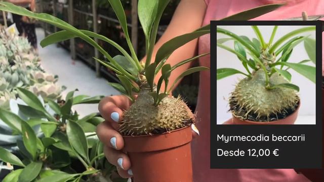 Myrmecodias - Cactus Colección смотреть онлайн