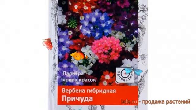 Вербена гибридная Причуда (prichuda) ? вербена Причуда обзор: как сажать семена вербены Причуда смотреть онлайн