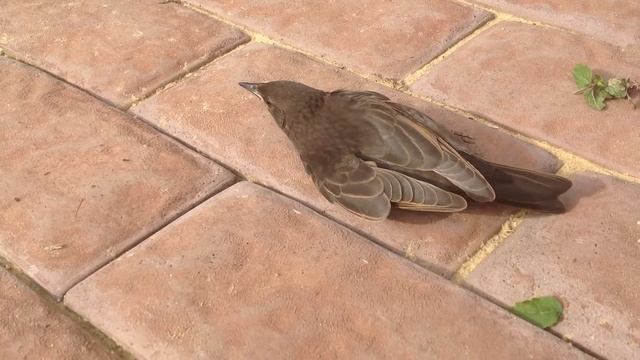 Помогите.птица врезалась в окно и наверно повредила лапку??? смотреть онлайн